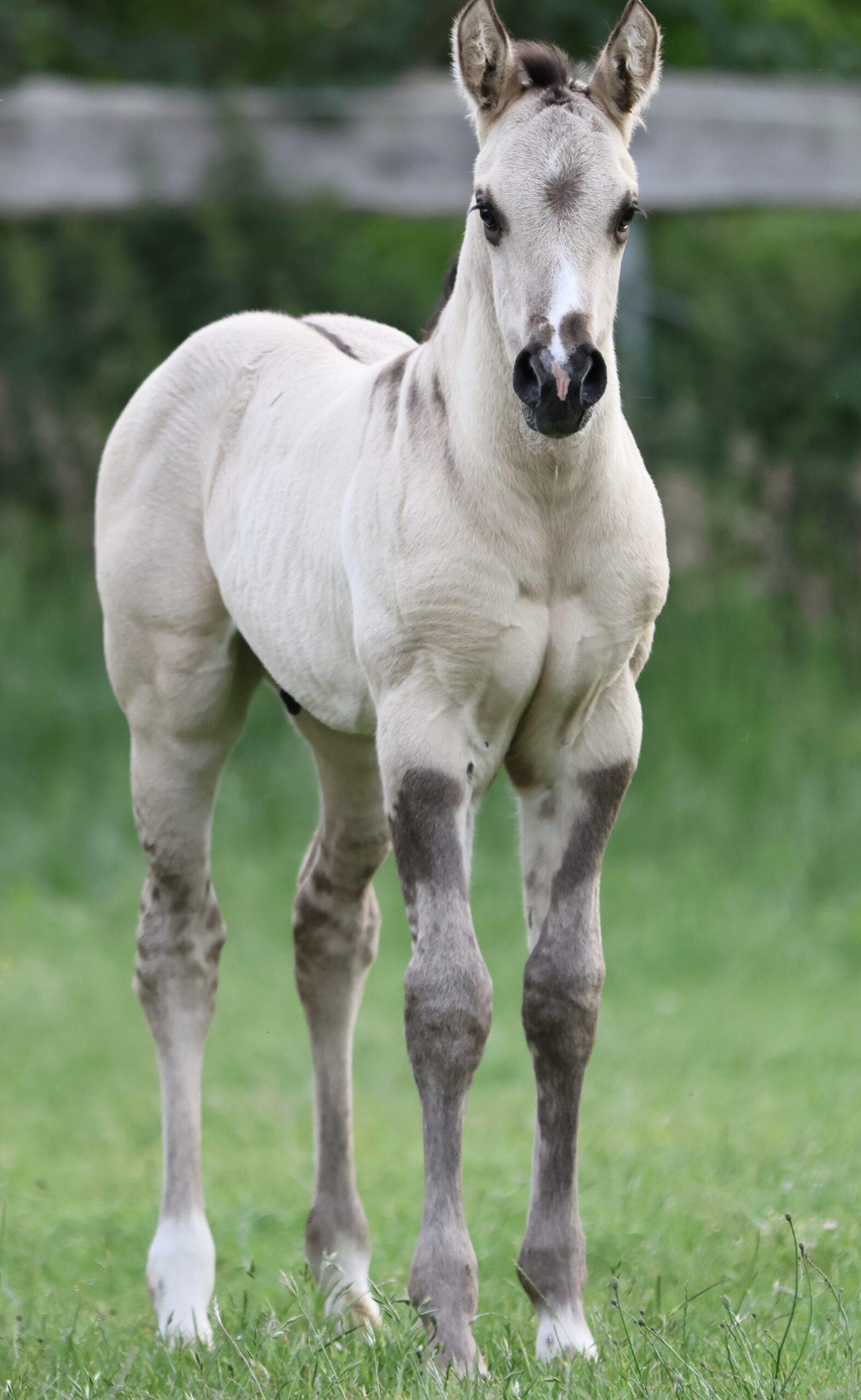 SZ IMA SMOKEY- AQHA colt