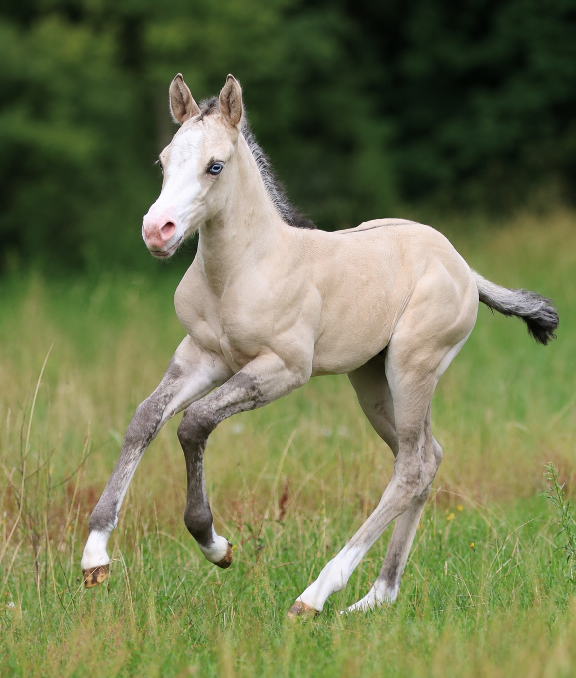 8E521159-80C7-4A97-A3CC-28F34257A9DF SZ Mabel - AQHA filly *06.07.2026